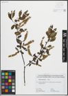 Foto von Salix pentandra L.
